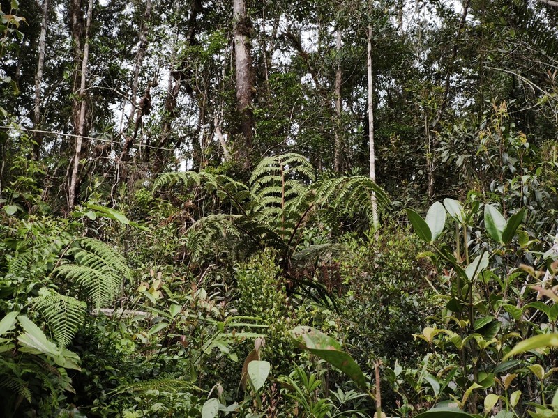 Dicksonia archboldii