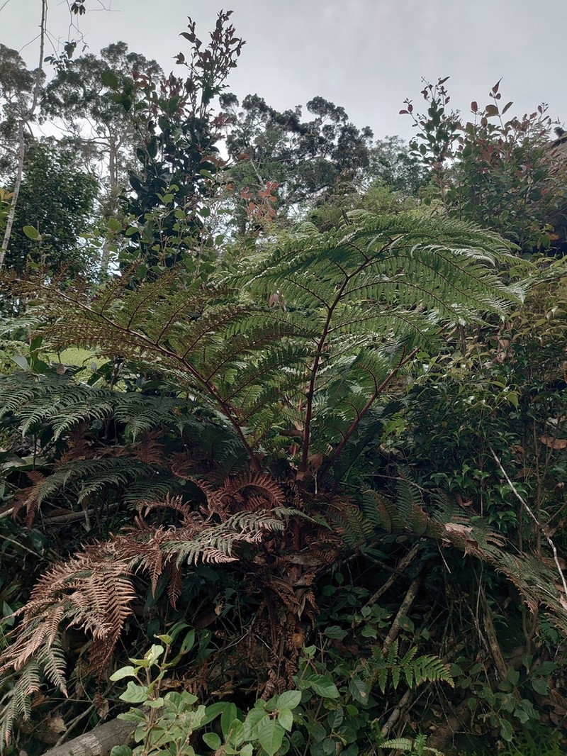 Dicksonia archboldii photo 2
