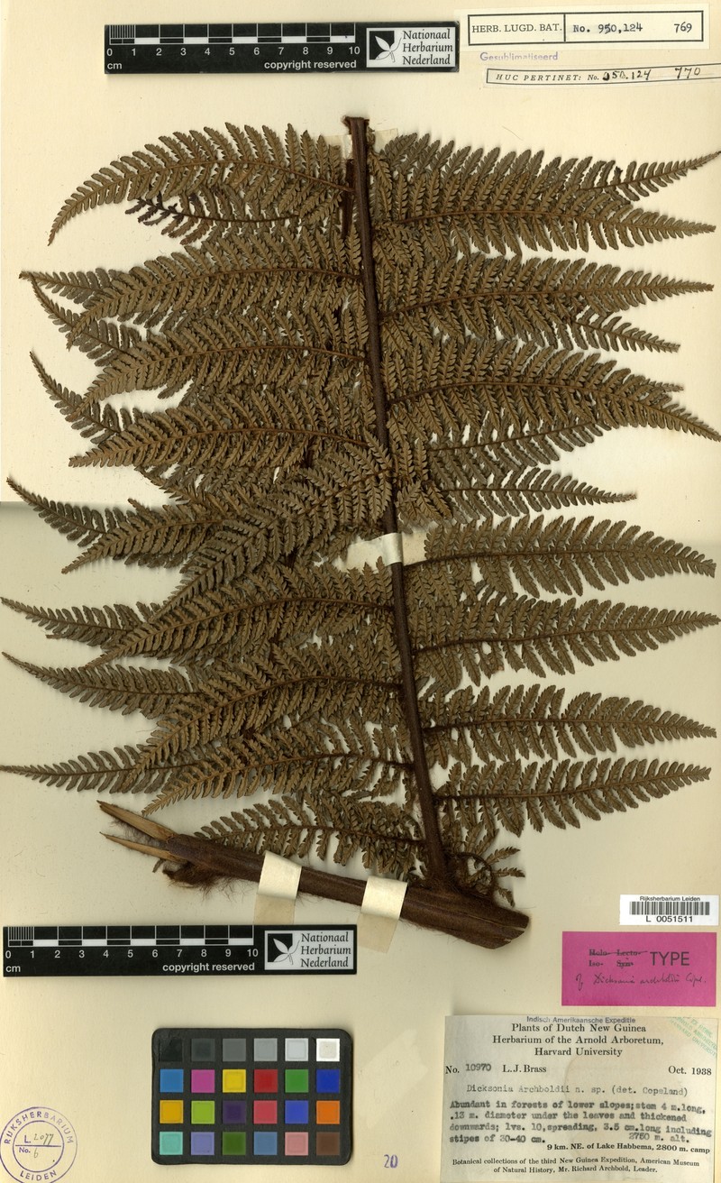 Dicksonia archboldii photo 3