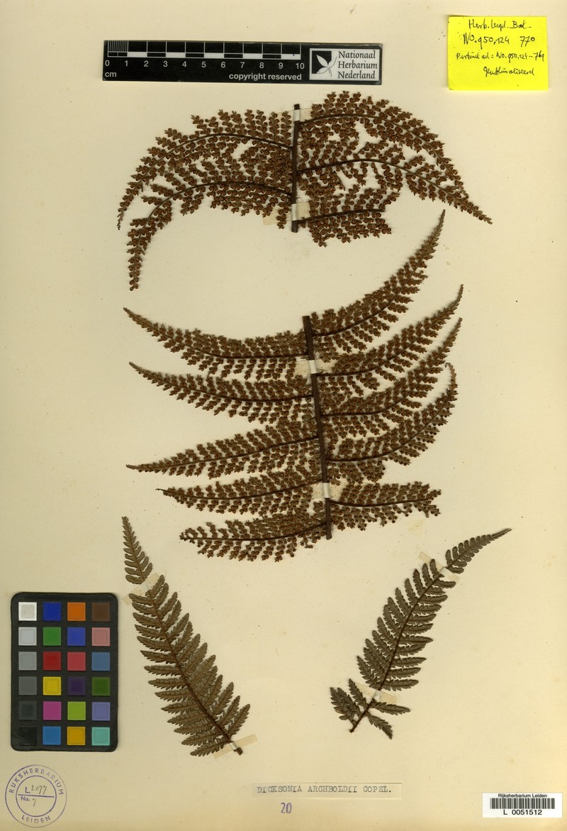 Dicksonia archboldii photo 4