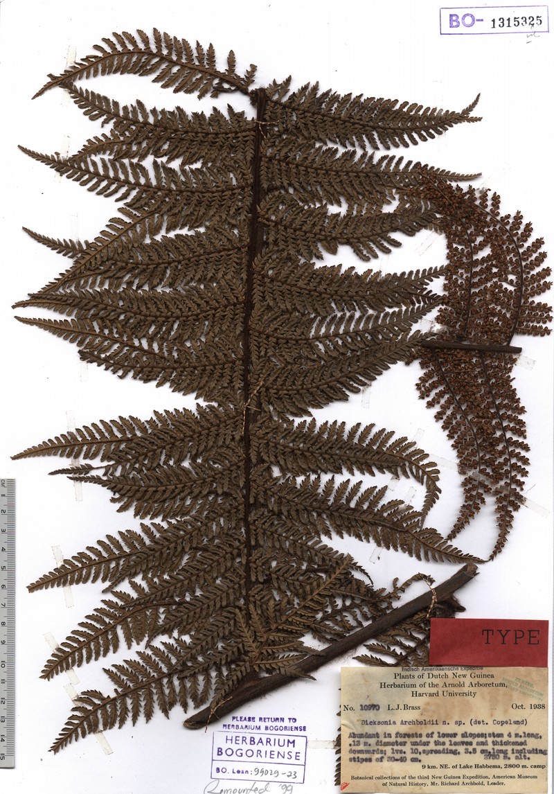 Dicksonia archboldii photo 5