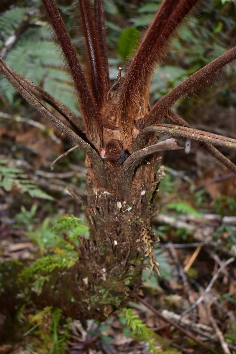 Dicksonia baudouinii