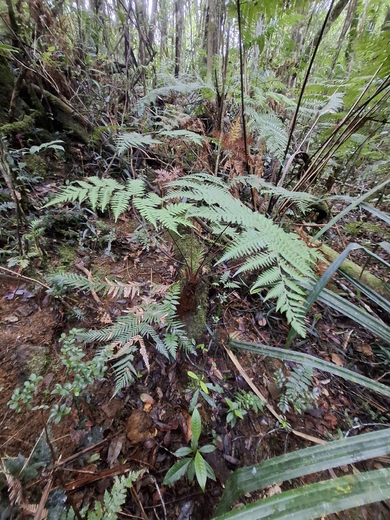 Dicksonia baudouinii photo 2