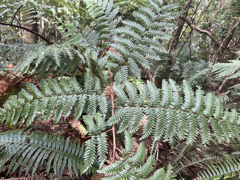 Dicksonia baudouinii photo 3