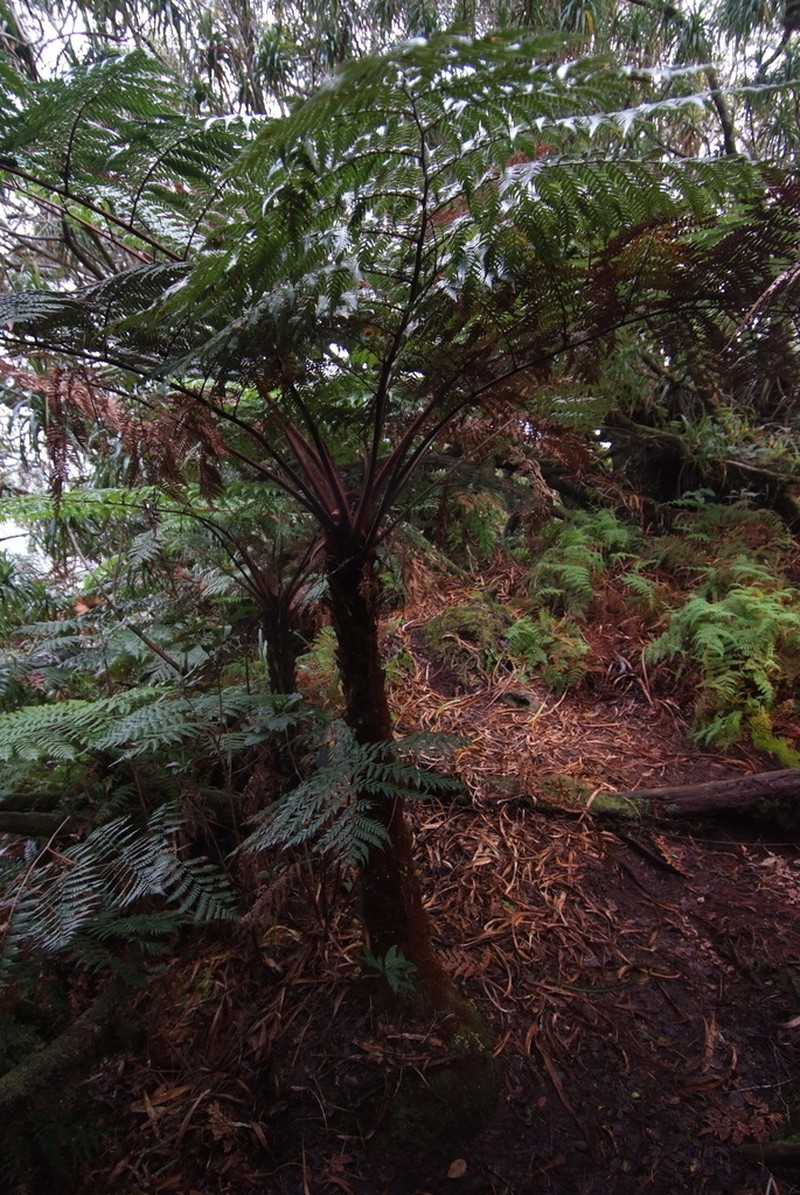 Dicksonia baudouinii photo 4
