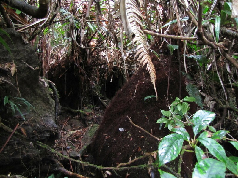 Dicksonia baudouinii photo 5