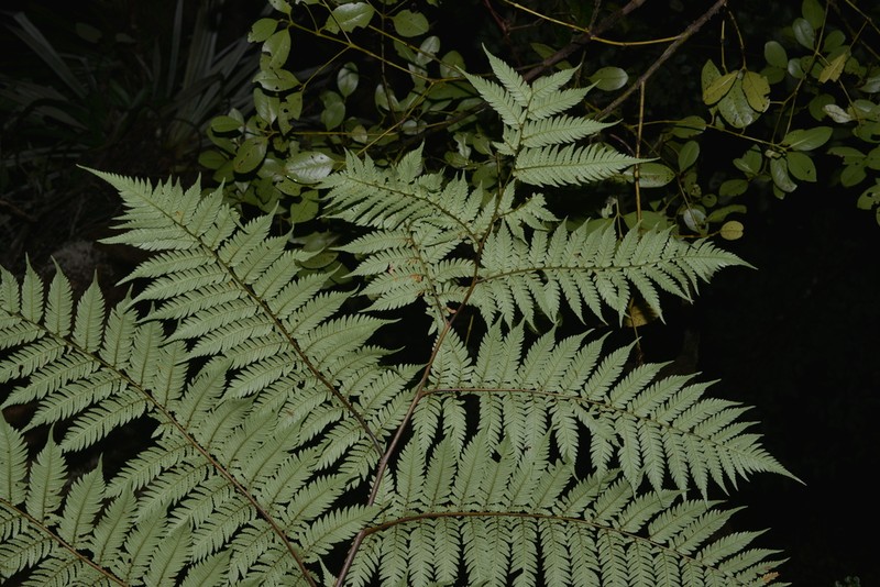 Dicksonia baudouinii photo 6