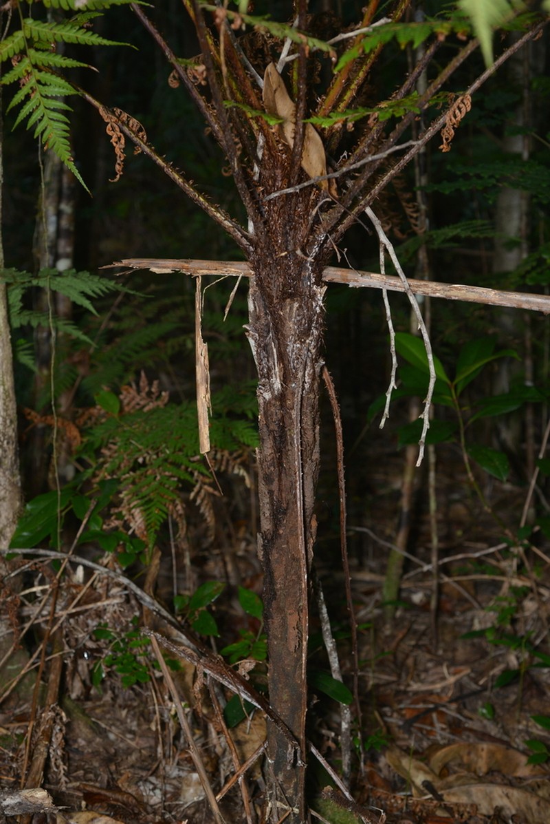 Dicksonia baudouinii photo 7