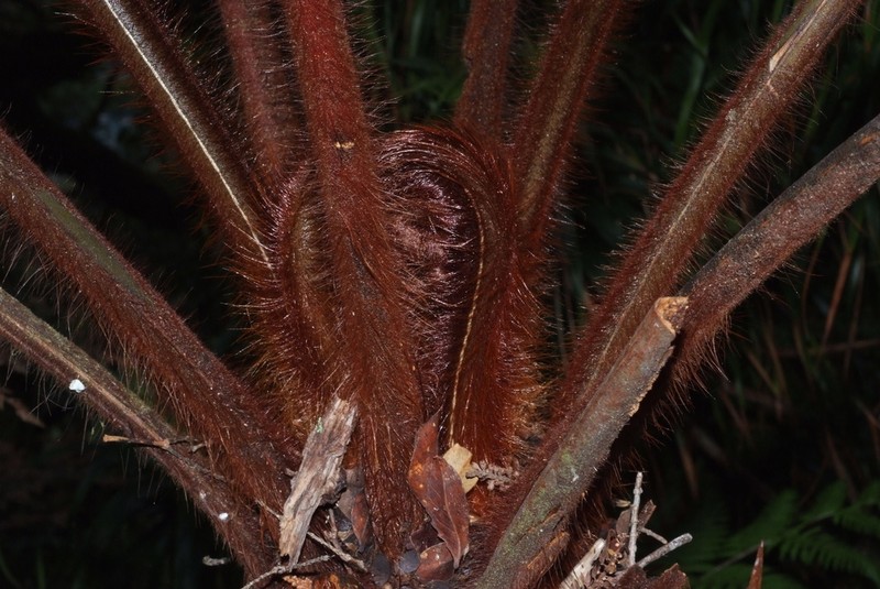 Dicksonia baudouinii photo 8