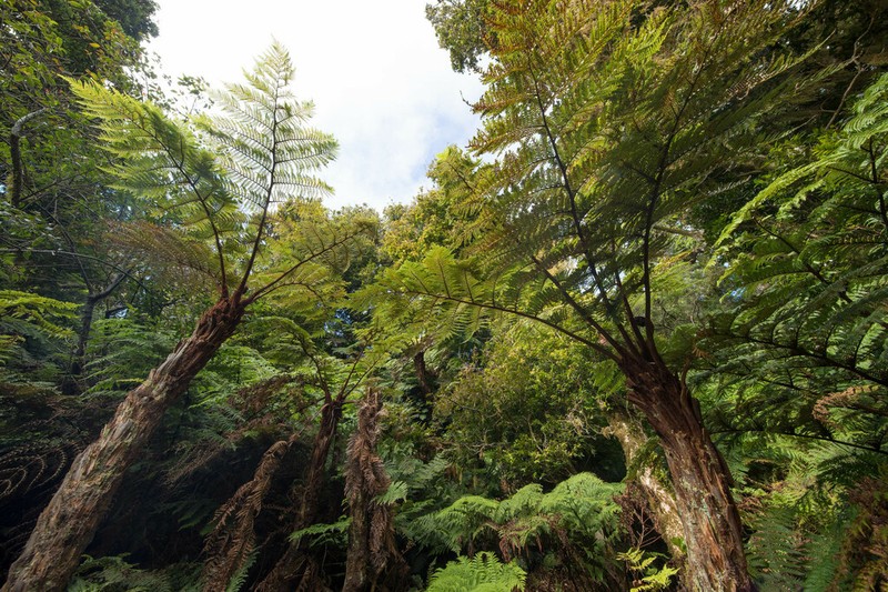 Dicksonia berteroana