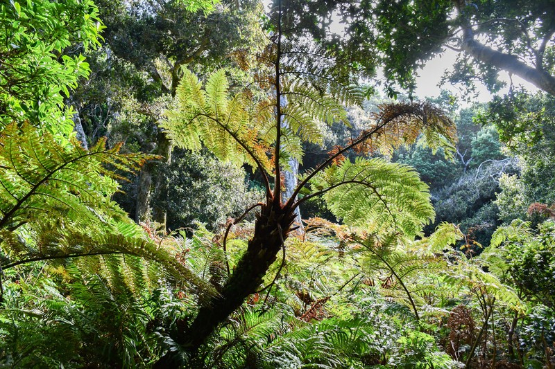 Dicksonia berteroana photo 4