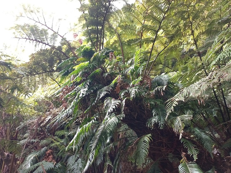 Dicksonia berteroana photo 5