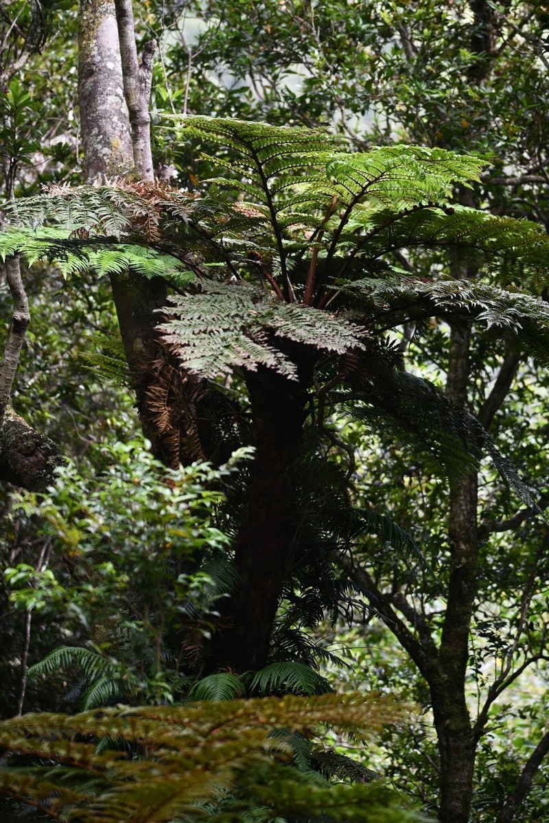 Dicksonia berteroana photo 6