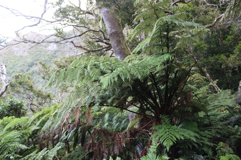 Dicksonia berteroana photo 7