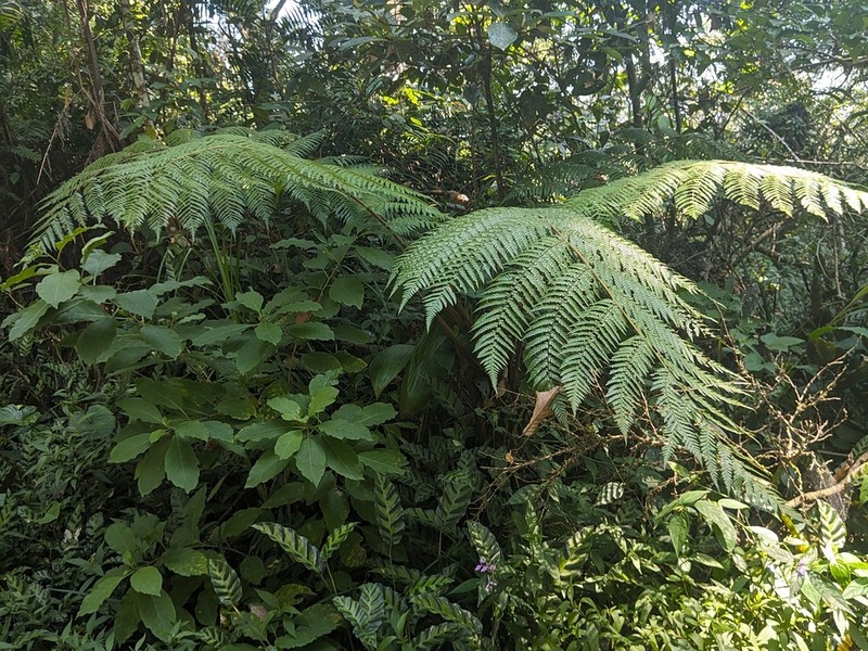 Dicksonia blumei