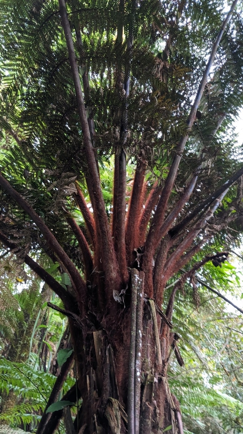 Dicksonia blumei photo 3