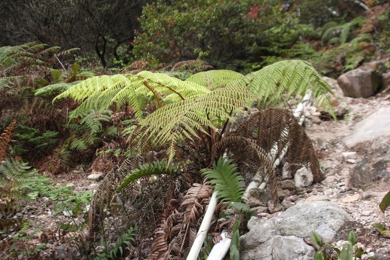 Dicksonia blumei photo 4