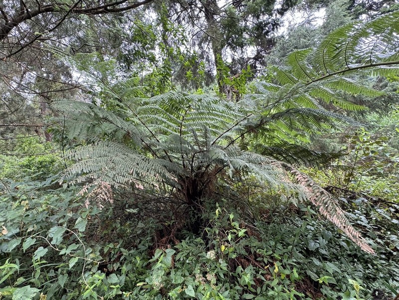 Dicksonia blumei photo 5