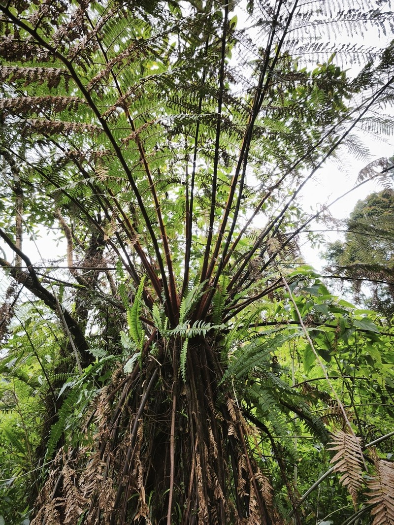 Dicksonia blumei photo 6