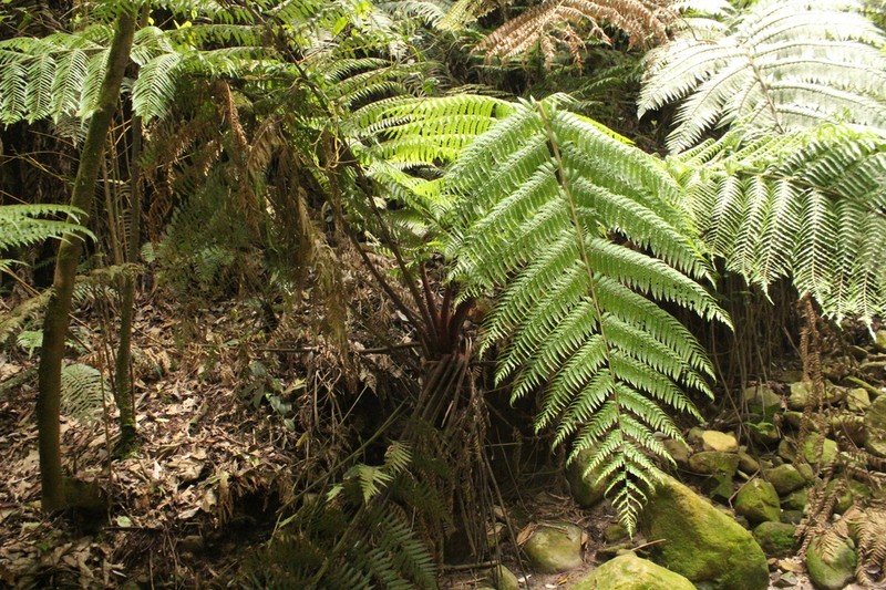 Dicksonia blumei photo 7