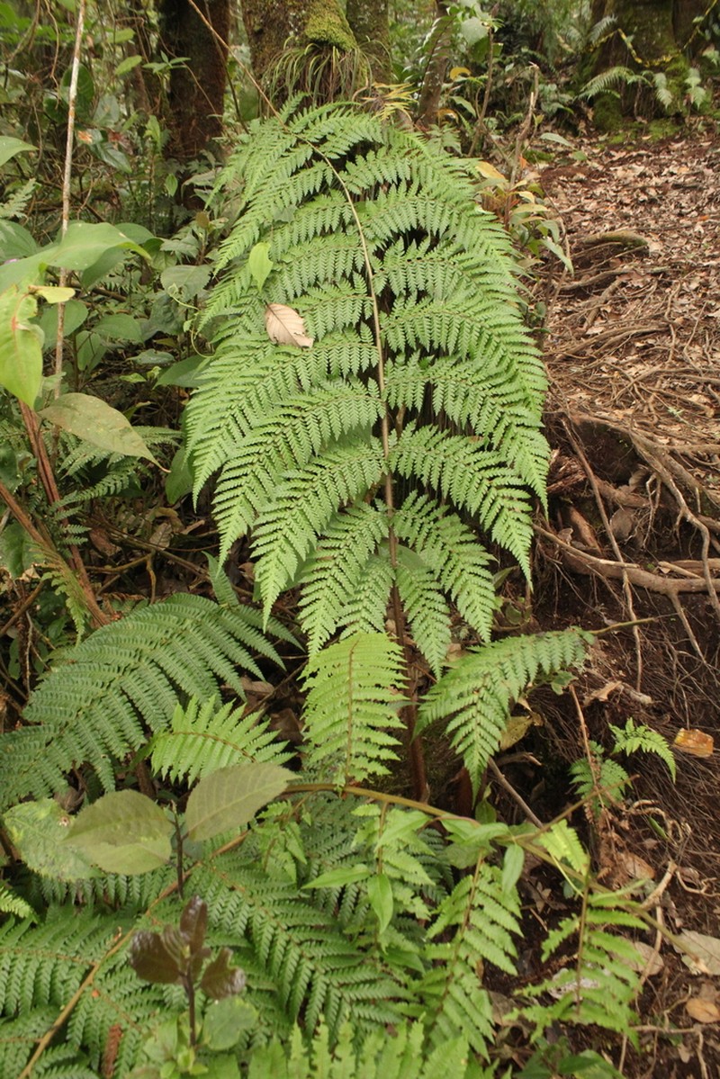 Dicksonia blumei photo 8