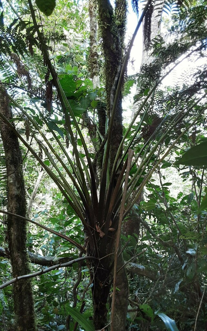 Dicksonia brackenridgei photo 2