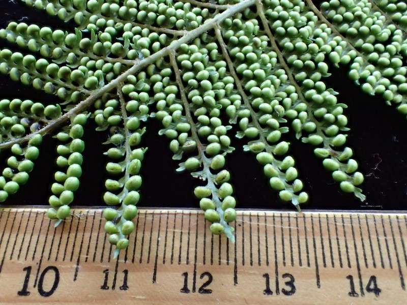 Dicksonia brackenridgei photo 4