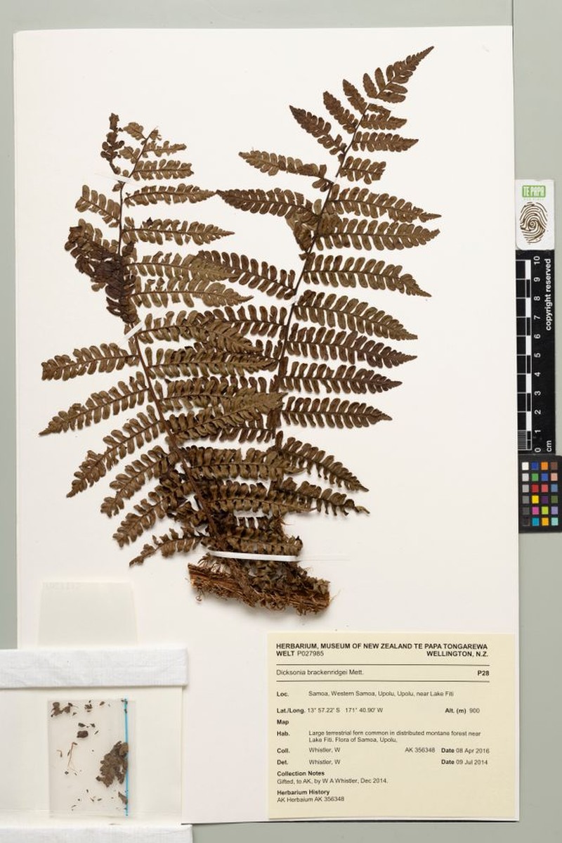 Dicksonia brackenridgei photo 5