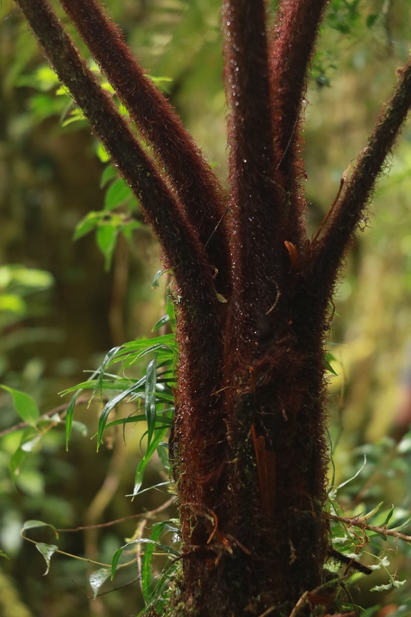 Dicksonia celebica