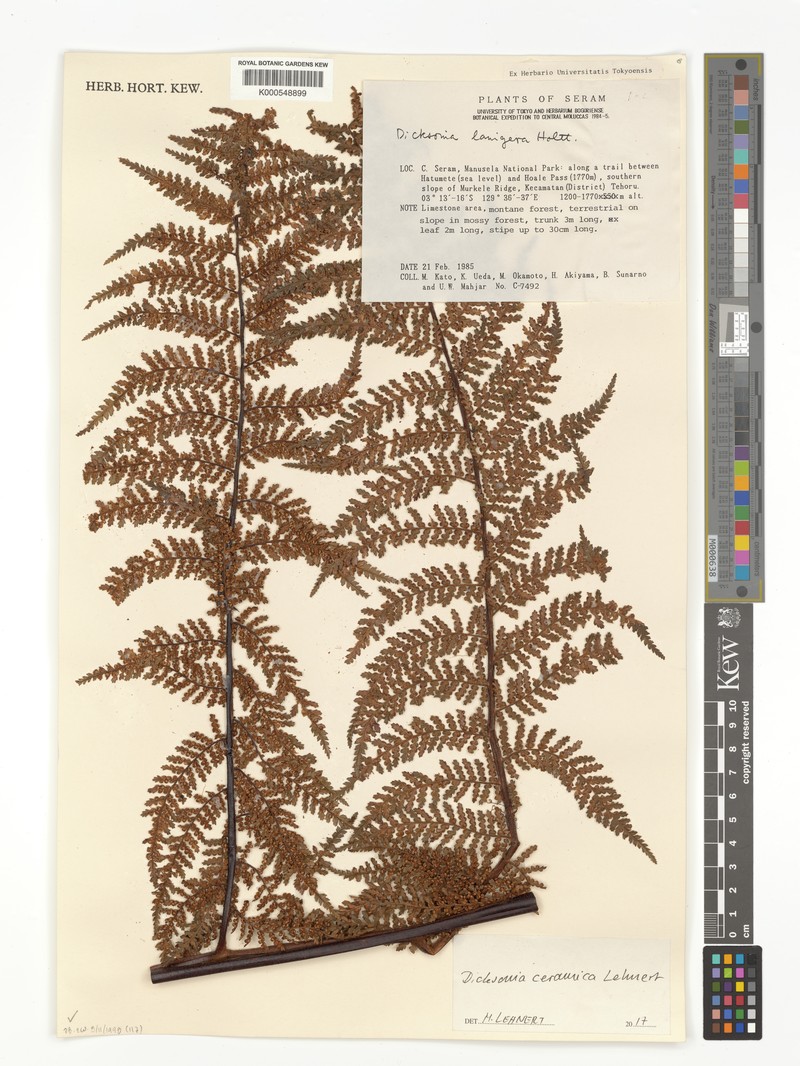 Dicksonia ceramica
