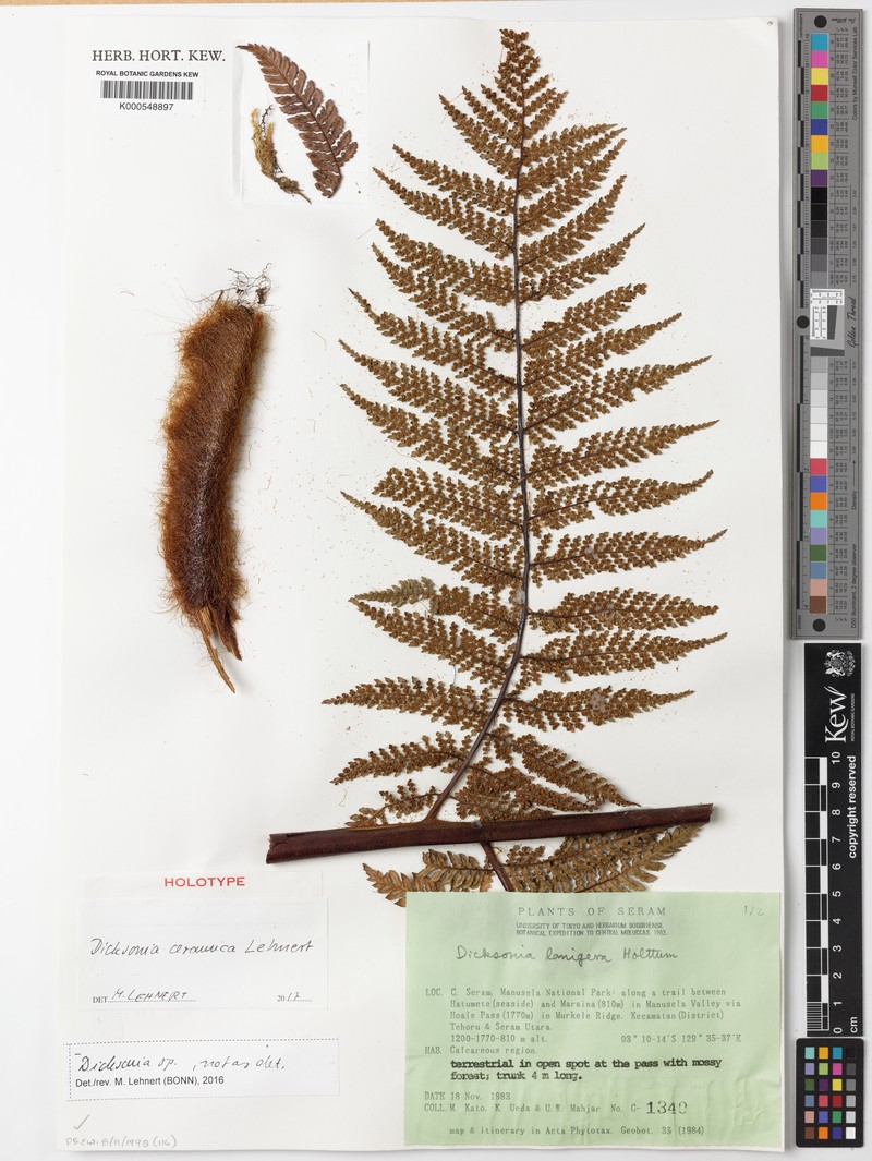 Dicksonia ceramica photo 2