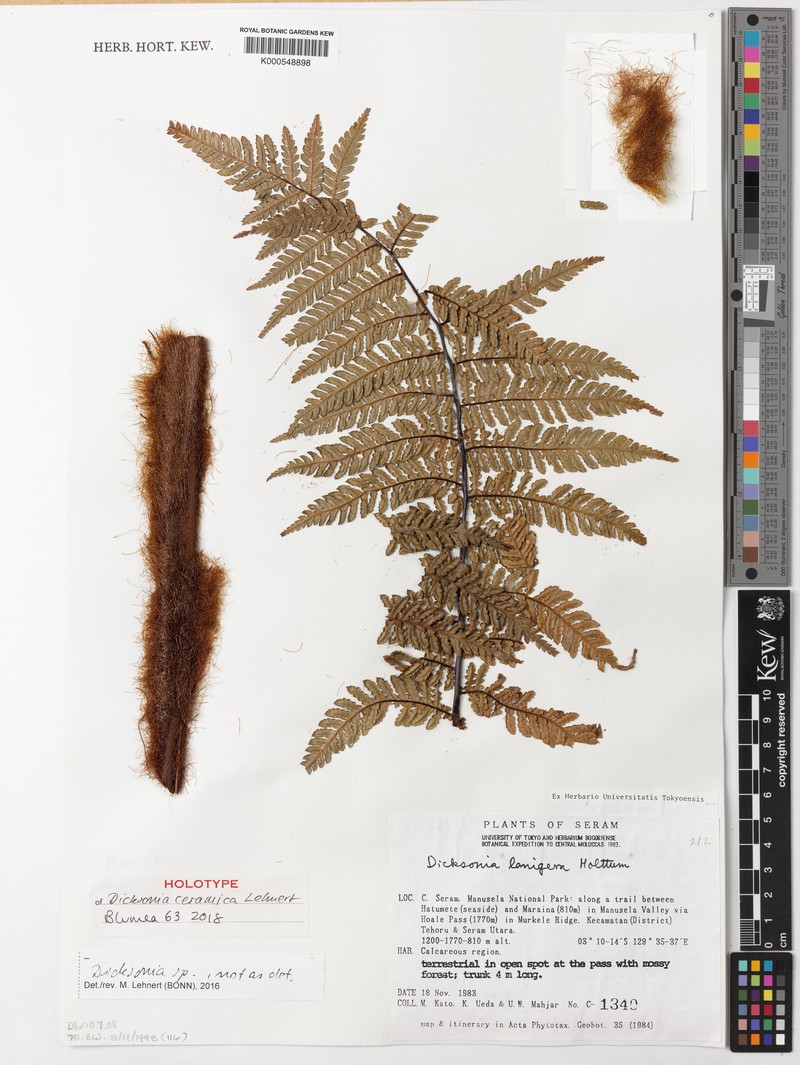 Dicksonia ceramica photo 3
