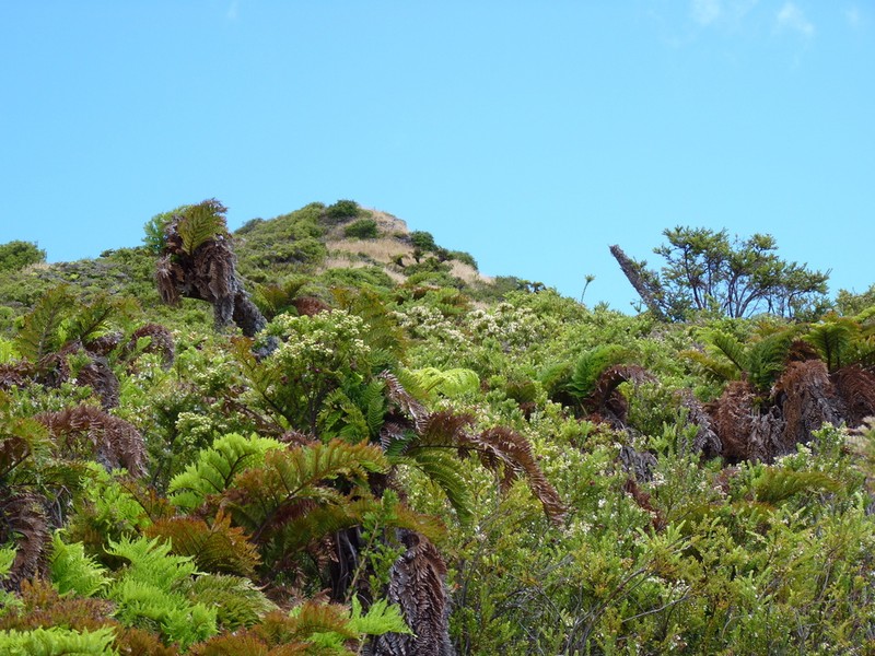 Dicksonia externa photo 2