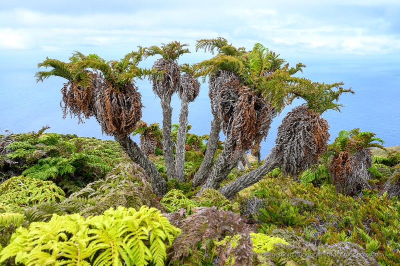 Dicksonia externa photo 3