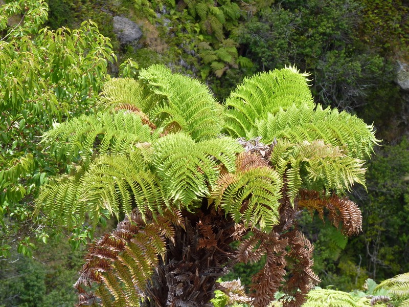 Dicksonia externa photo 4