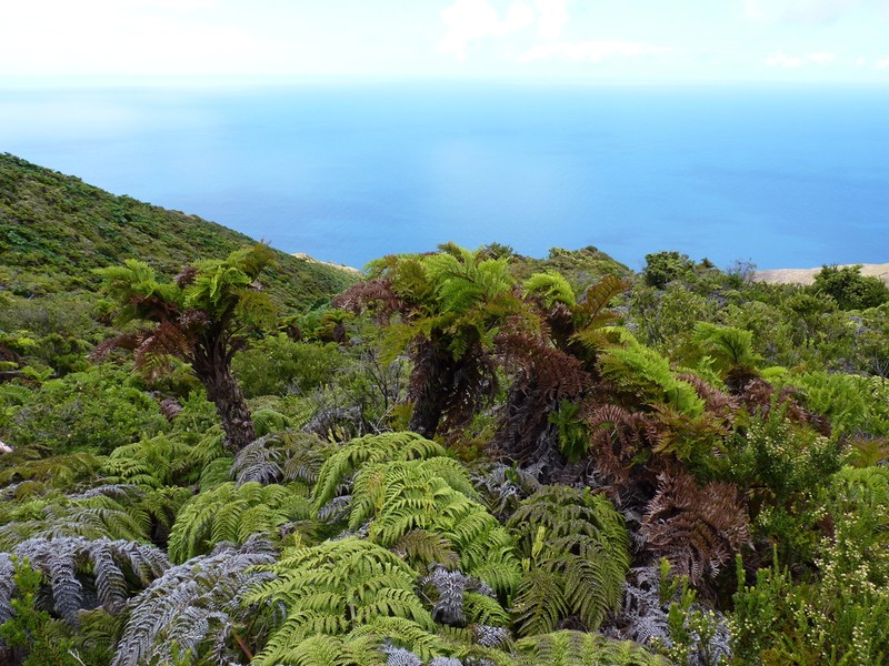 Dicksonia externa photo 5