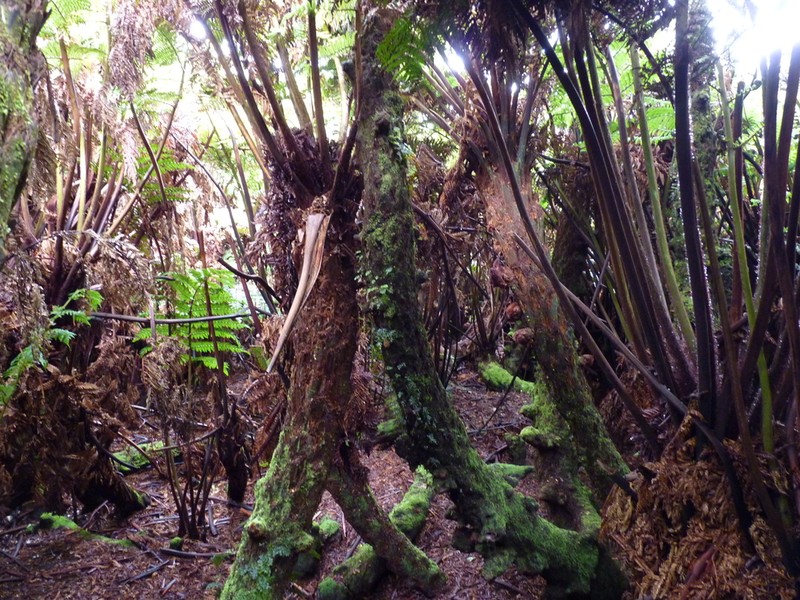 Dicksonia externa photo 6