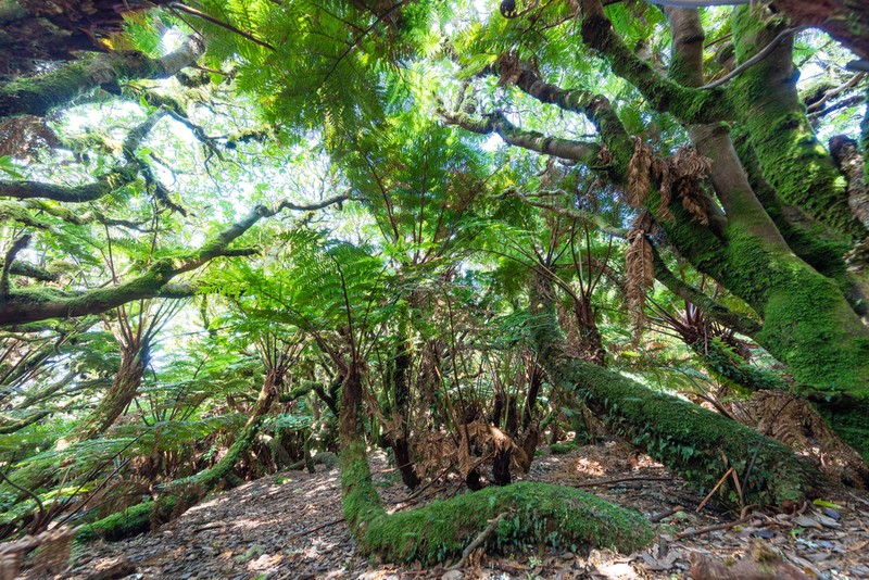 Dicksonia externa photo 7