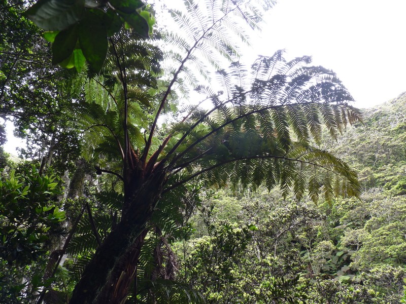 Dicksonia externa photo 8