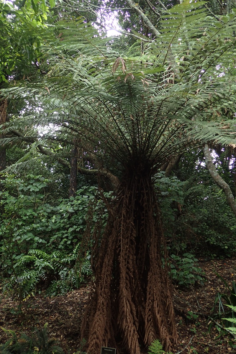 Dicksonia fibrosa