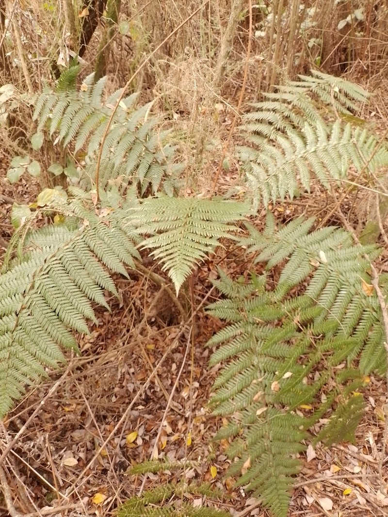 Dicksonia fibrosa photo 2
