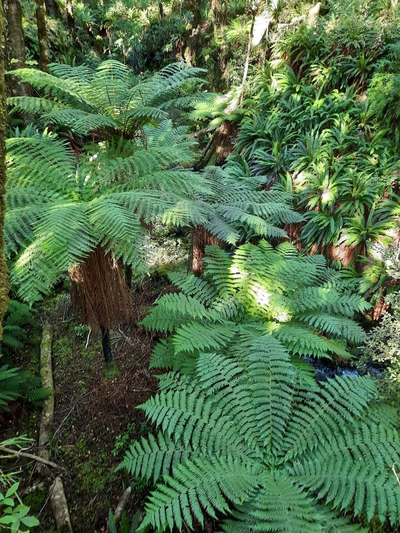 Dicksonia fibrosa photo 3