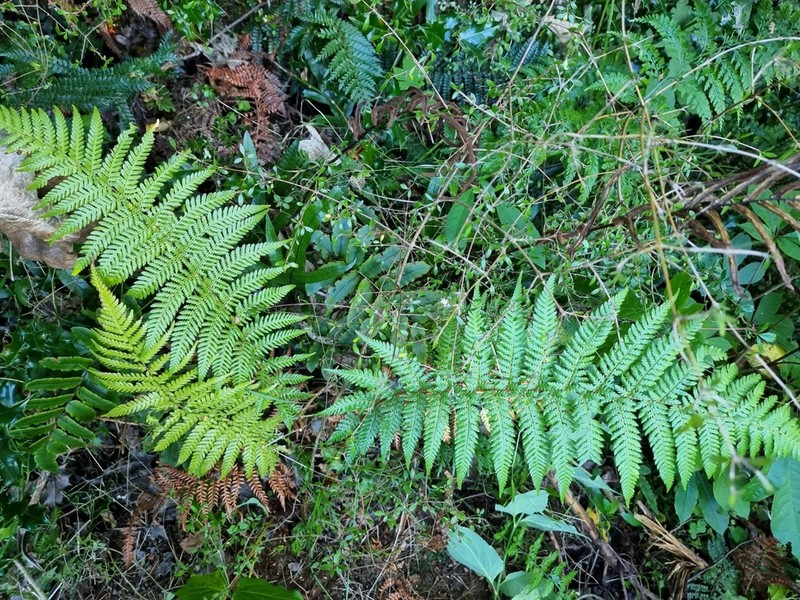 Dicksonia fibrosa photo 4