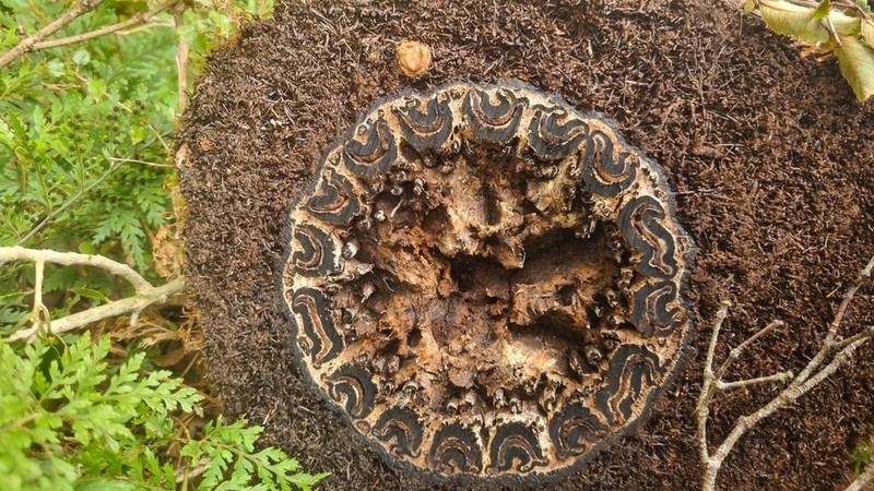 Dicksonia fibrosa photo 5