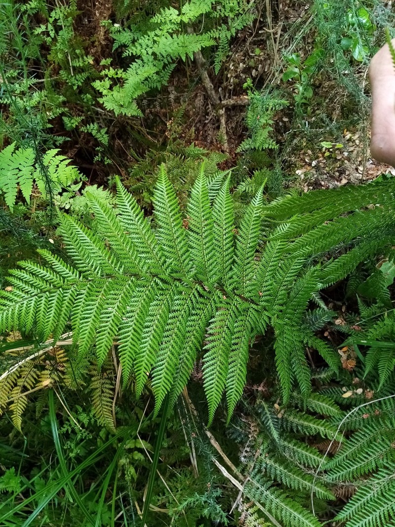 Dicksonia fibrosa photo 6