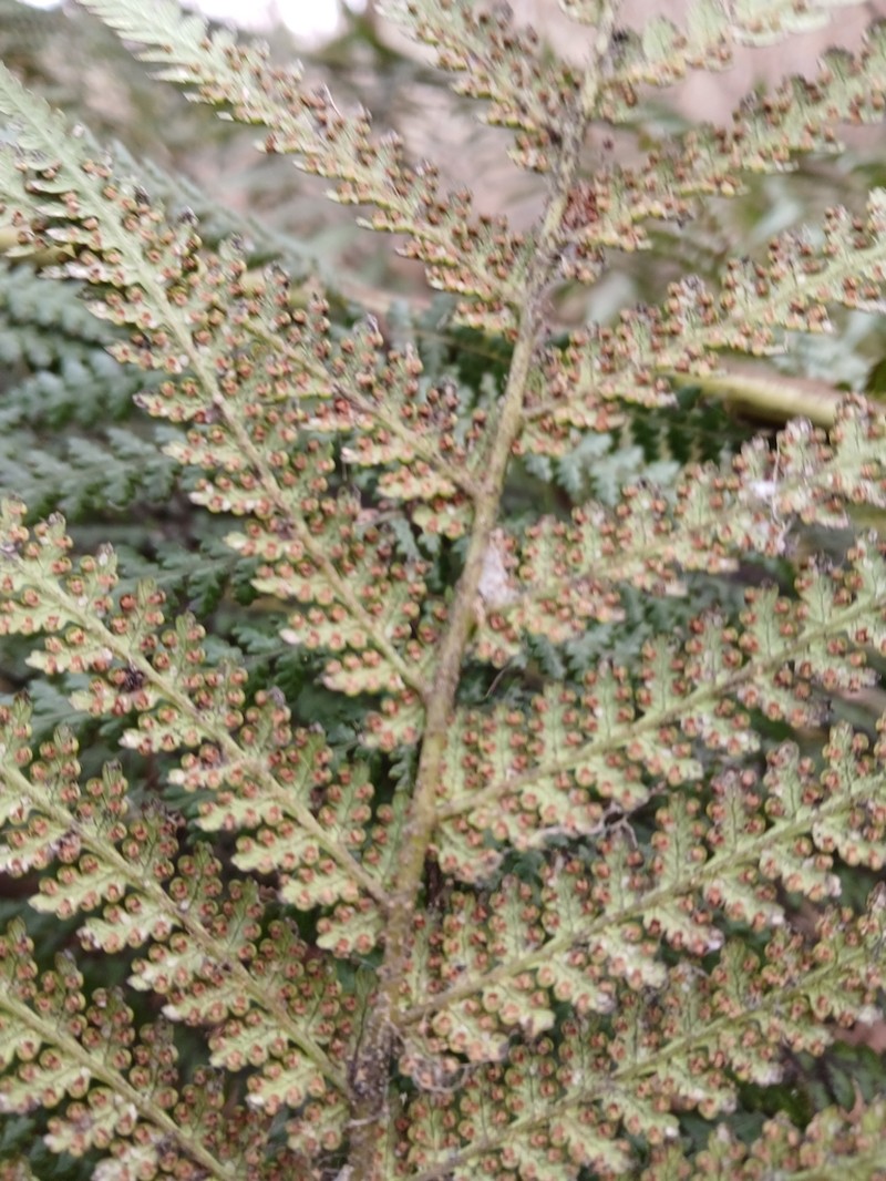 Dicksonia fibrosa photo 7