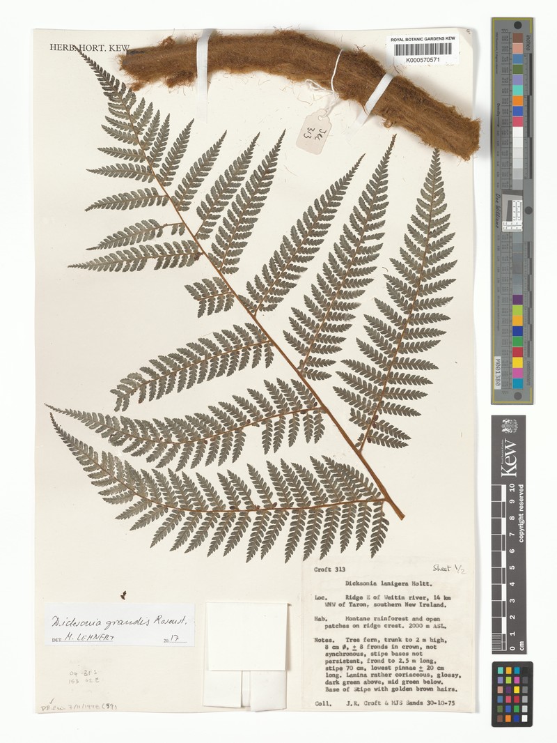 Dicksonia grandis
