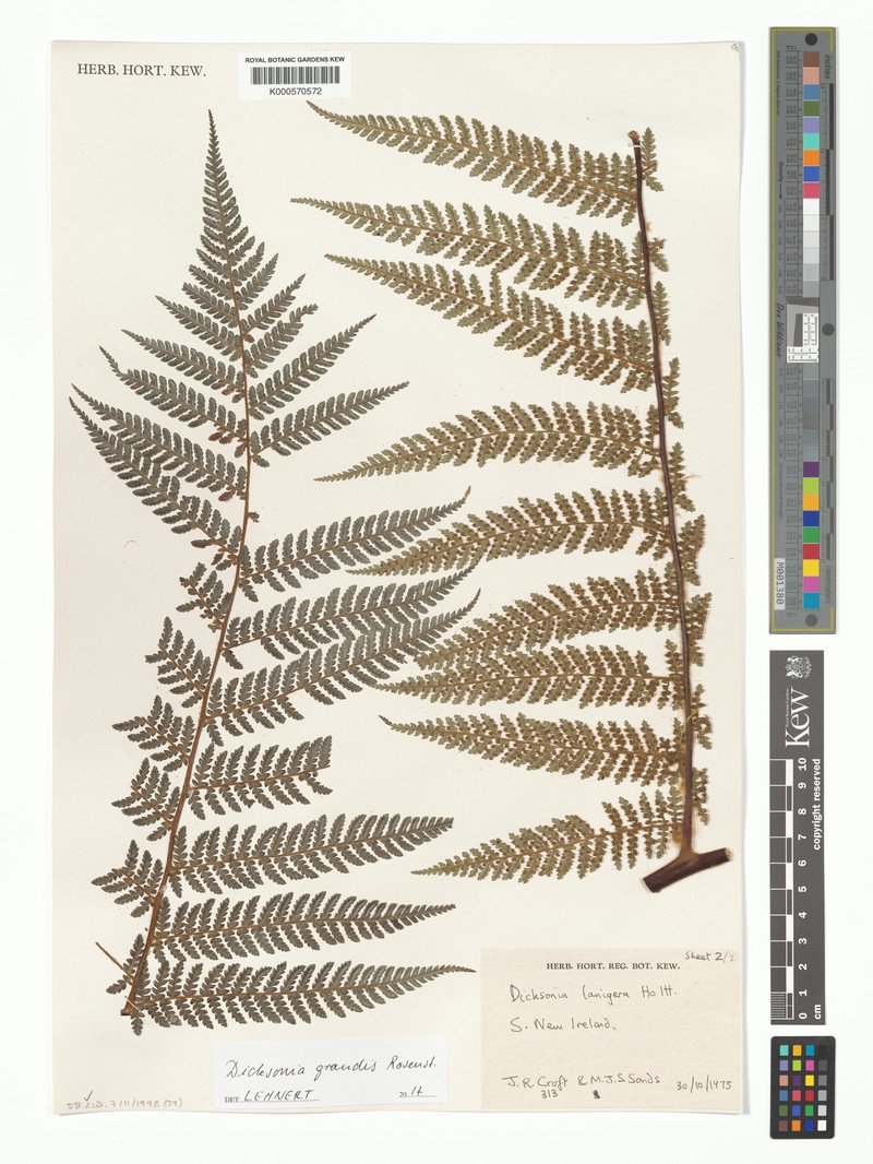 Dicksonia grandis photo 2