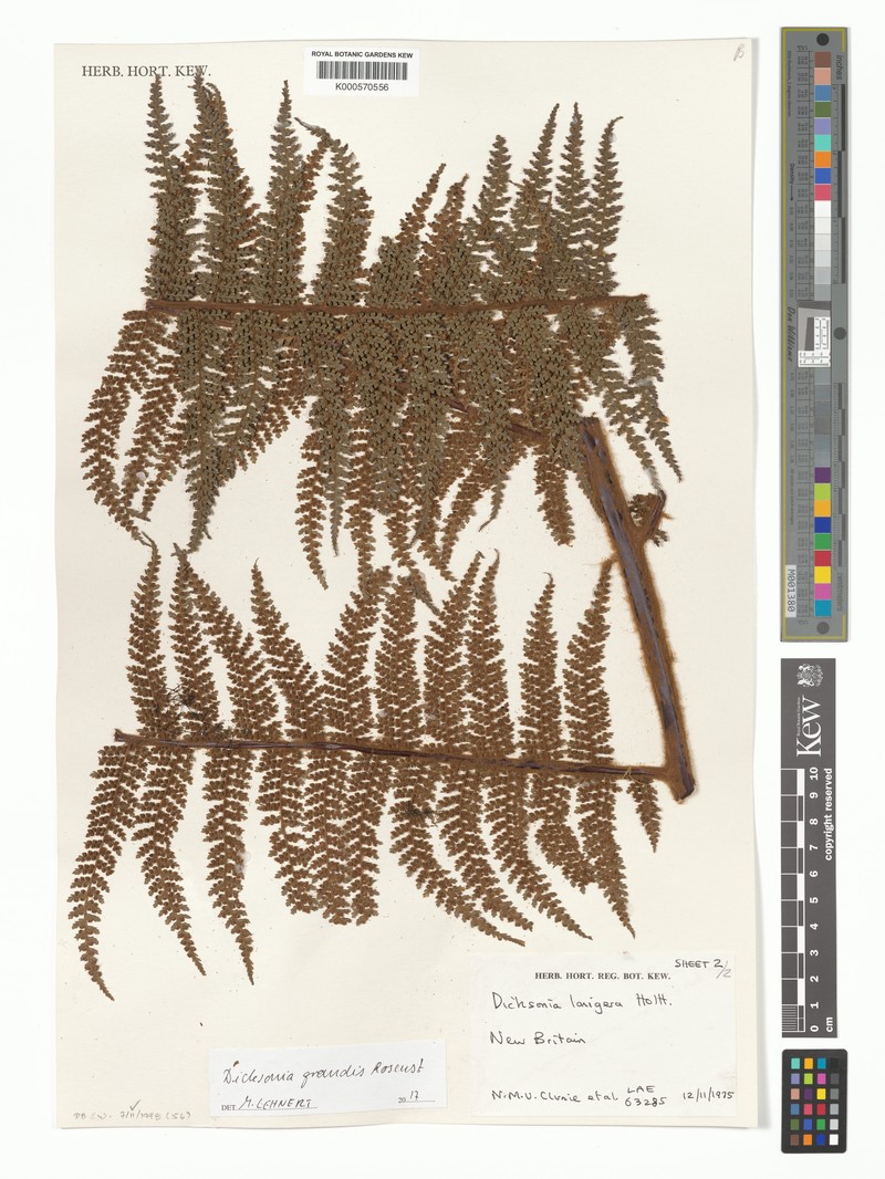 Dicksonia grandis photo 3