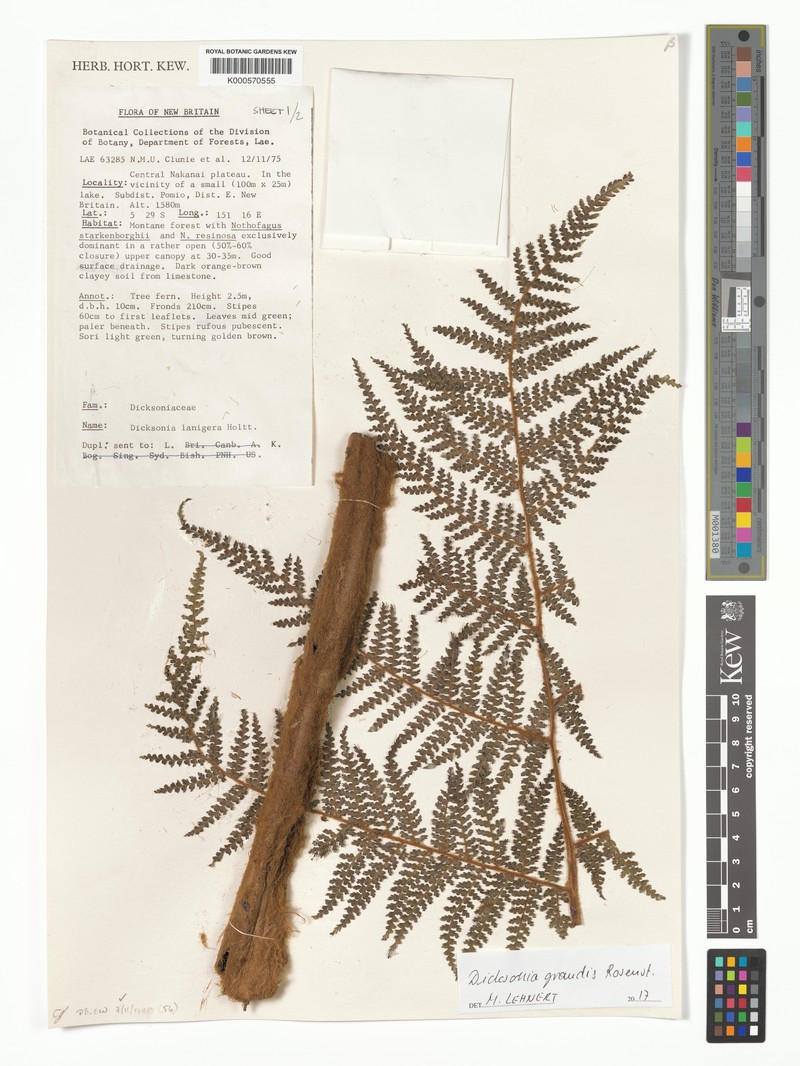 Dicksonia grandis photo 4